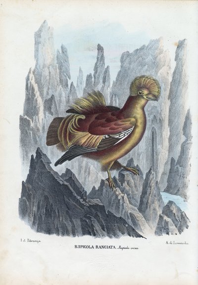 Rotshaan, 1863-79 door Raimundo Petraroja